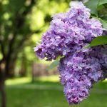 Графика работы салона во время праздничных дней